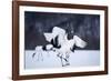 Red-Crowned Cranes in Courtship Display-DLILLC-Framed Photographic Print