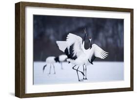 Red-Crowned Cranes in Courtship Display-DLILLC-Framed Photographic Print