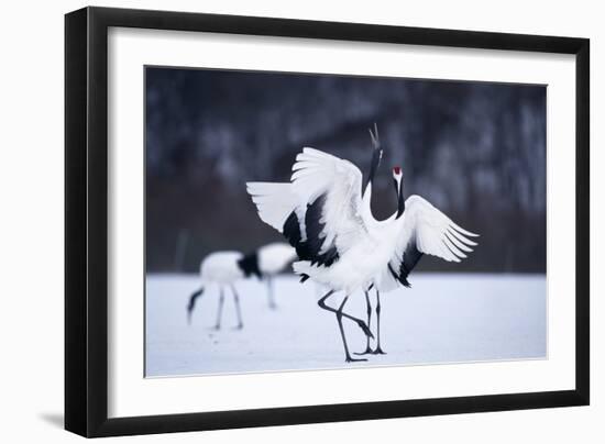 Red-Crowned Cranes in Courtship Display-DLILLC-Framed Photographic Print