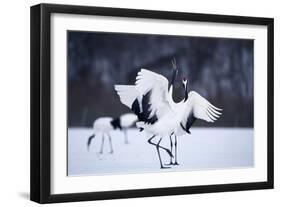 Red-Crowned Cranes in Courtship Display-DLILLC-Framed Photographic Print