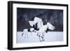 Red-Crowned Cranes in Courtship Display-DLILLC-Framed Photographic Print