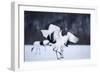 Red-Crowned Cranes in Courtship Display-DLILLC-Framed Photographic Print