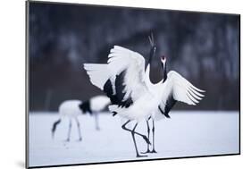 Red-Crowned Cranes in Courtship Display-DLILLC-Mounted Photographic Print