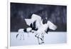 Red-Crowned Cranes in Courtship Display-DLILLC-Framed Photographic Print