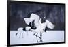 Red-Crowned Cranes in Courtship Display-DLILLC-Framed Photographic Print