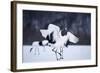 Red-Crowned Cranes in Courtship Display-DLILLC-Framed Photographic Print