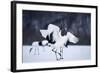 Red-Crowned Cranes in Courtship Display-DLILLC-Framed Photographic Print