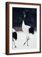 Red-Crowned Cranes in Courtship Display-DLILLC-Framed Photographic Print