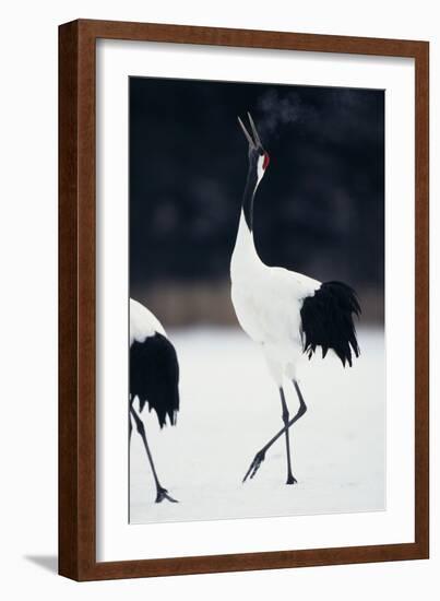 Red-Crowned Cranes in Courtship Display-DLILLC-Framed Photographic Print