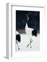 Red-Crowned Cranes in Courtship Display-DLILLC-Framed Photographic Print