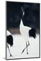 Red-Crowned Cranes in Courtship Display-DLILLC-Mounted Photographic Print