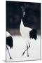 Red-Crowned Cranes in Courtship Display-DLILLC-Mounted Photographic Print