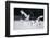 Red-Crowned Cranes in Courtship Display-DLILLC-Framed Photographic Print