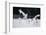 Red-Crowned Cranes in Courtship Display-DLILLC-Framed Photographic Print