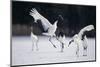 Red-Crowned Cranes in Courtship Display-DLILLC-Mounted Photographic Print