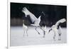 Red-Crowned Cranes in Courtship Display-DLILLC-Framed Photographic Print