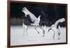 Red-Crowned Cranes in Courtship Display-DLILLC-Framed Photographic Print