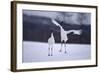 Red-Crowned Cranes in Courtship Display-DLILLC-Framed Photographic Print