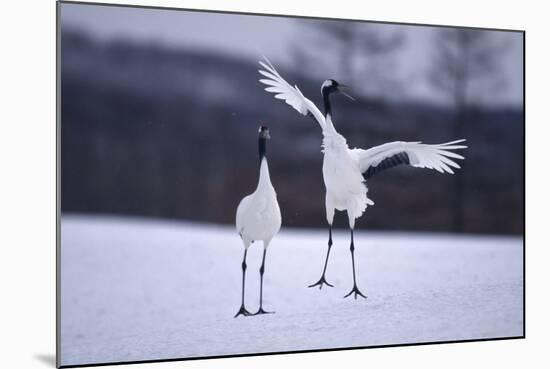 Red-Crowned Cranes in Courtship Display-DLILLC-Mounted Photographic Print