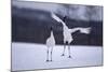 Red-Crowned Cranes in Courtship Display-DLILLC-Mounted Photographic Print