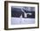 Red-Crowned Cranes in Courtship Display-DLILLC-Framed Photographic Print