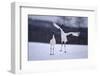 Red-Crowned Cranes in Courtship Display-DLILLC-Framed Photographic Print