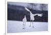 Red-Crowned Cranes in Courtship Display-DLILLC-Framed Photographic Print