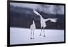 Red-Crowned Cranes in Courtship Display-DLILLC-Framed Photographic Print