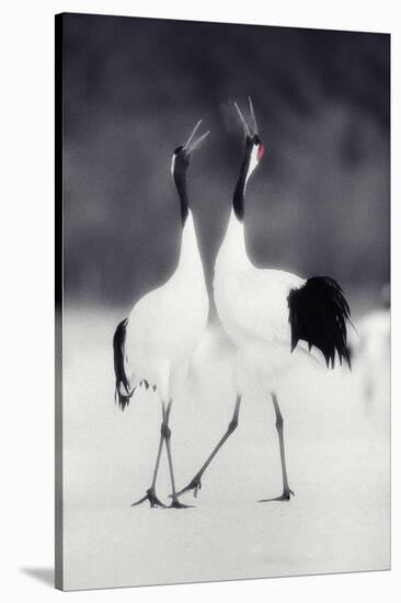 Red-Crowned Cranes in Courtship Display-DLILLC-Stretched Canvas