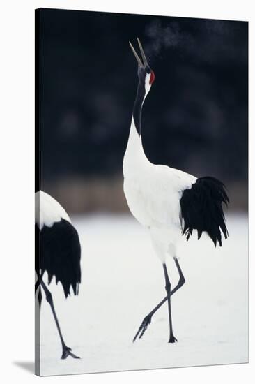 Red-Crowned Cranes in Courtship Display-DLILLC-Stretched Canvas