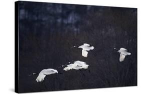 Red-Crowned Cranes in Flight-DLILLC-Stretched Canvas