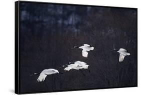 Red-Crowned Cranes in Flight-DLILLC-Framed Stretched Canvas