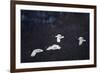 Red-Crowned Cranes in Flight-DLILLC-Framed Photographic Print