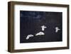 Red-Crowned Cranes in Flight-DLILLC-Framed Photographic Print