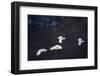 Red-Crowned Cranes in Flight-DLILLC-Framed Photographic Print