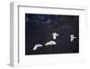 Red-Crowned Cranes in Flight-DLILLC-Framed Photographic Print