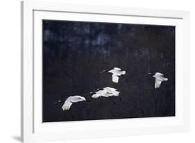 Red-Crowned Cranes in Flight-DLILLC-Framed Photographic Print