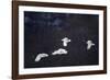 Red-Crowned Cranes in Flight-DLILLC-Framed Photographic Print