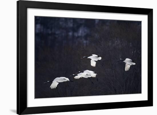 Red-Crowned Cranes in Flight-DLILLC-Framed Photographic Print