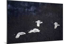Red-Crowned Cranes in Flight-DLILLC-Mounted Photographic Print