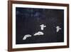 Red-Crowned Cranes in Flight-DLILLC-Framed Photographic Print