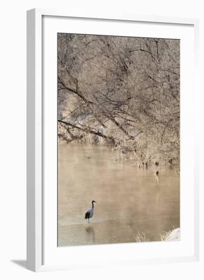 Red Crowned Cranes in Frozen River at Dawn Hokkaido Japan-Peter Adams-Framed Photographic Print