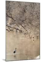 Red Crowned Cranes in Frozen River at Dawn Hokkaido Japan-Peter Adams-Mounted Photographic Print