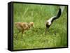 Red-Crowned Cranes-null-Framed Stretched Canvas