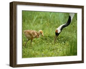 Red-Crowned Cranes-null-Framed Photographic Print