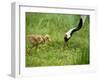 Red-Crowned Cranes-null-Framed Photographic Print