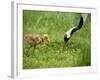 Red-Crowned Cranes-null-Framed Photographic Print