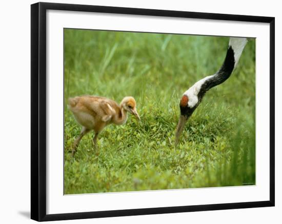 Red-Crowned Cranes-null-Framed Photographic Print