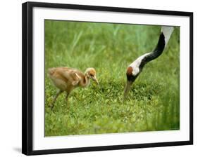 Red-Crowned Cranes-null-Framed Photographic Print