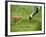 Red-Crowned Cranes-null-Framed Photographic Print